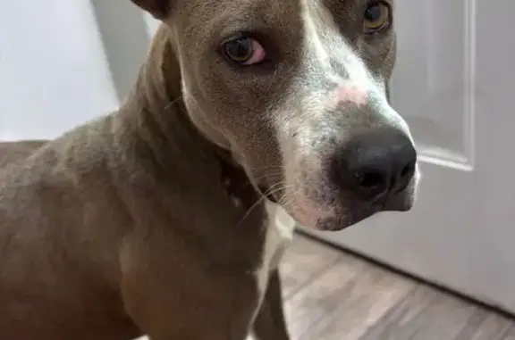 Found dog Maysville, photo: Friendly Found Dog on Highway 82 Spur