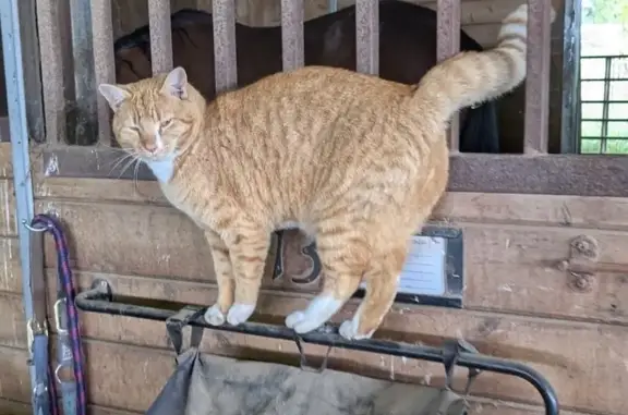 Missing cat Forest Grove, photo: Lost Orange Tabby: Friendly & Approachable