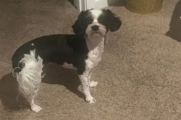 Lost Black & White Dog in Columbus