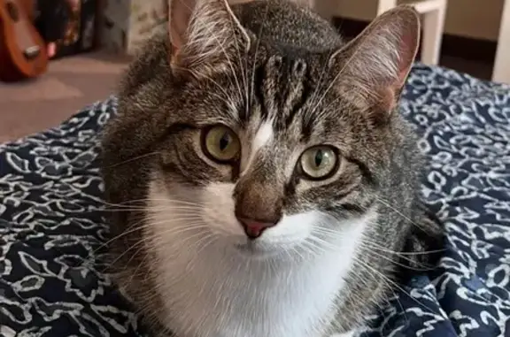 Missing cat Nillumbik, photo: Lost Grey Tabby Cat on Stony Creek Rd