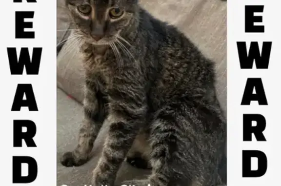 Missing cat New York, photo: Help Find Our Sweet 19-Year-Old Cat