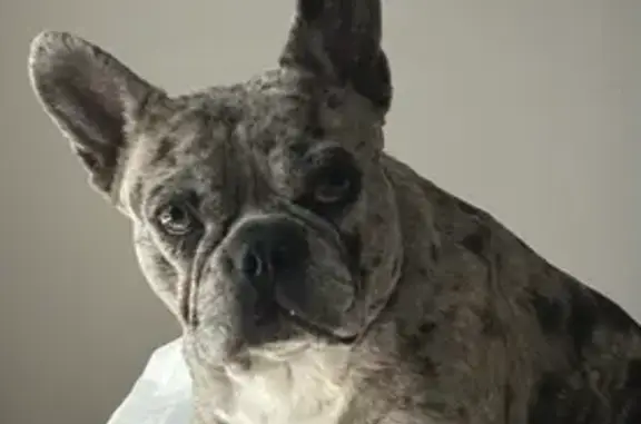Lost Dog Merle in Hopkinton Sanctuary