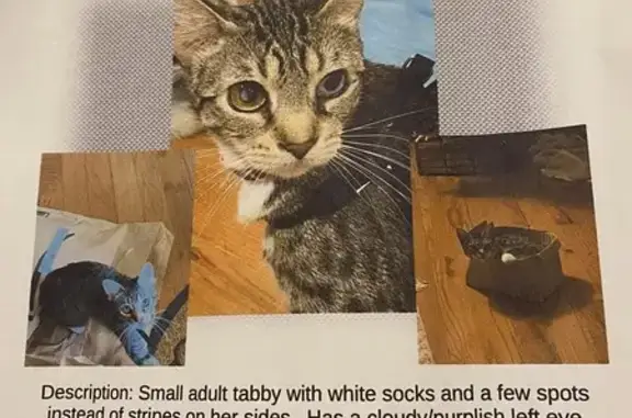 Lost and found pets Joplin, photo: Lost Cat: Dark, Striped, Odd-Eyed Beauty