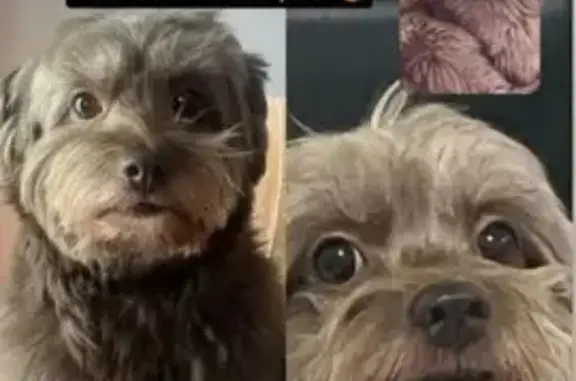 Busca de animais de estimação, foto: cachorro desaparecida