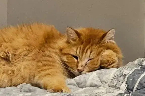 Fluffy Lost Cat on Riley Avenue