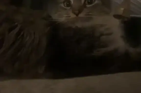 Lost Neutered Male Cat on Churchill Ave