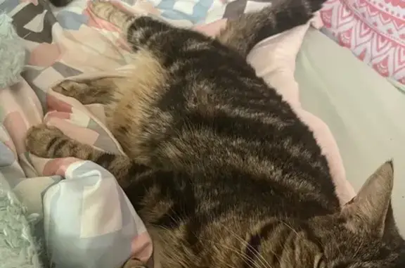 Lost Marbled Tabby Cat on Churchill Ave