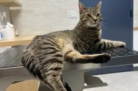 Friendly Cat Lost Near Empire Blvd
