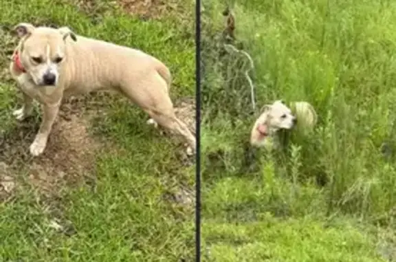 Lost Dog: Pink Collar on Lashley Dr, 513