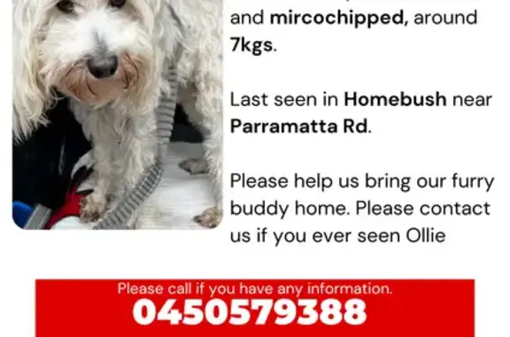 Lost: Ollie, Yappy White Dog in Homebush