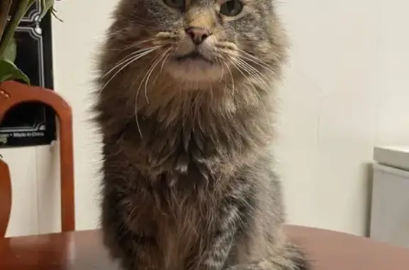 Lost Cat: Help Find Oliver on Crescent Dr