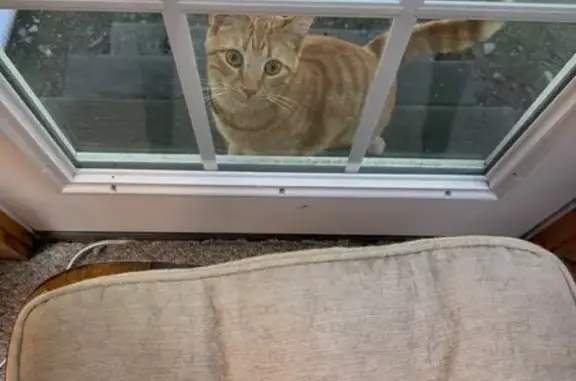 Lost Friendly Tabby: Millis, Ticonderoga