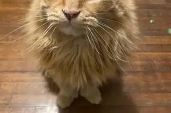 Lost 7-Toed Orange Tabby in Belle River