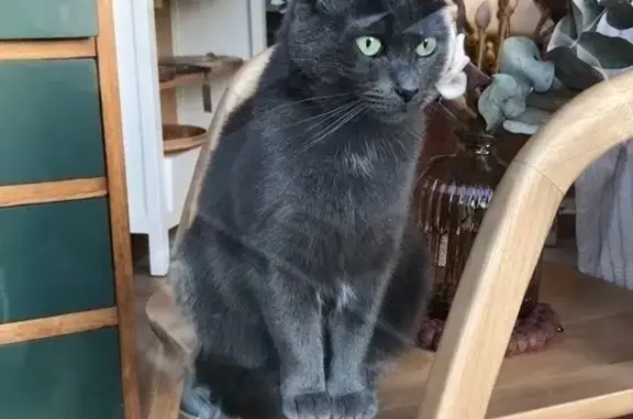 Animaux perdus , photo: Chatte grise perdue à Saint-Vincent-sur-Jard