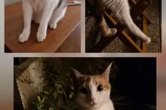 Chat perdu, Lyon, photo: Chatte perdue à Lyon 8, rue des Alouettes