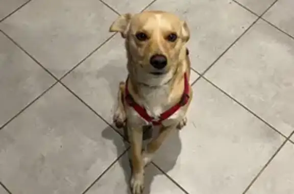 Animaux perdus , photo: Chien perdu sociable à Monsempron-Libos