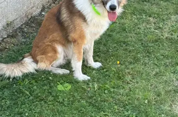 Chien perdu fauve/blanc collier vert Tergnier - photo