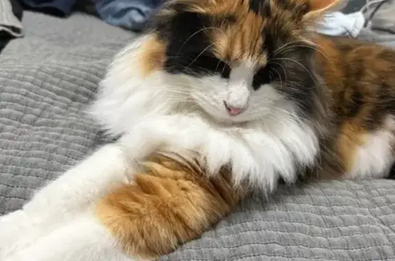 Lost Fluffy Cat: Water Street, Inner West