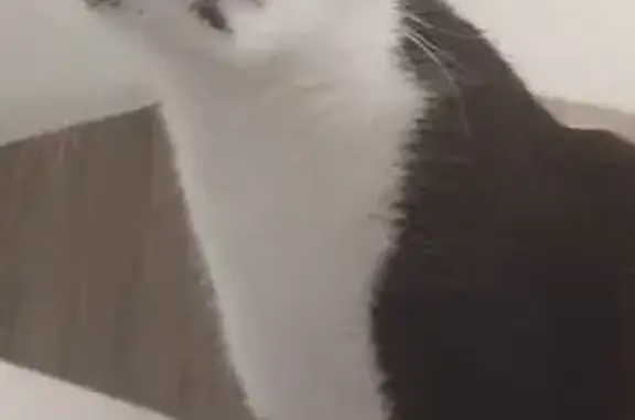 Chatte perdue à Conflans, noire et blanche - photo