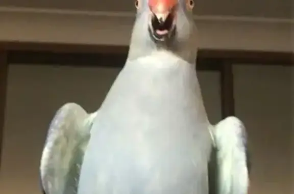 Lost Blue & Yellow Bird in Camden - Help!
