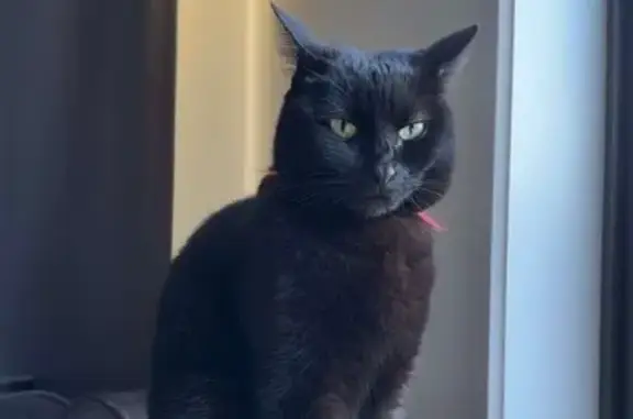 Help Find Cleo: Missing Black Cat