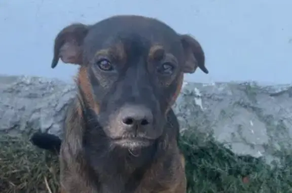 Chien perdu , photo : Petit chien perdu à Bollène avec harnais