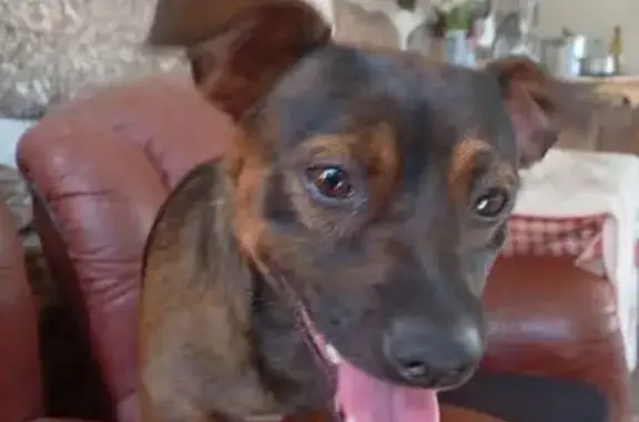 Chien perdu Bollène, photo : Chien perdu, petit, craintif, Bollène