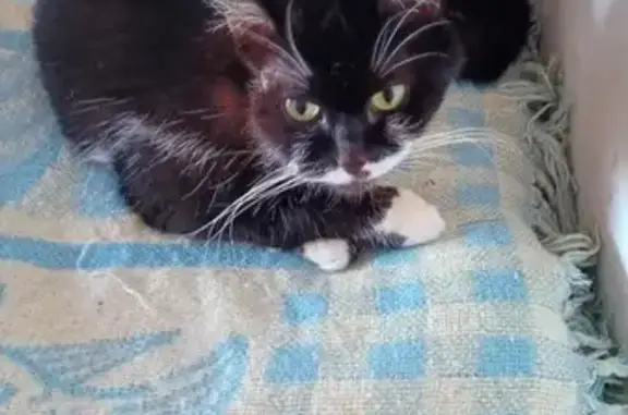 Chat perdue : Ophélia, craintive, Quiévrechain - photo