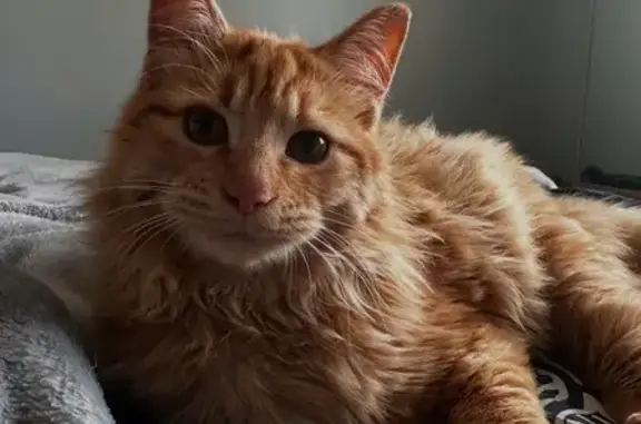Chat perdu, , photo: Chat perdu avec ulcère à l’œil à Lauzerte