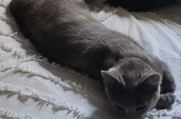 Lost Grey Cat with Ginger Highlights
