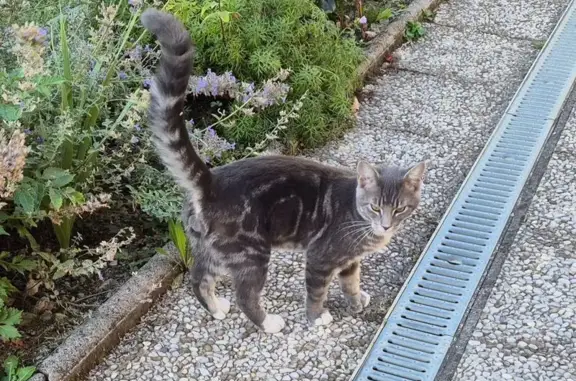 Animaux trouvés , photo: Chat gris trouvé sans collier à Nernier