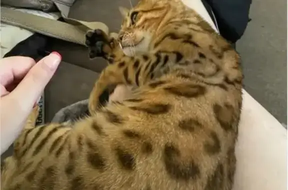 Shy New Cat Lost on Port Adelaide St