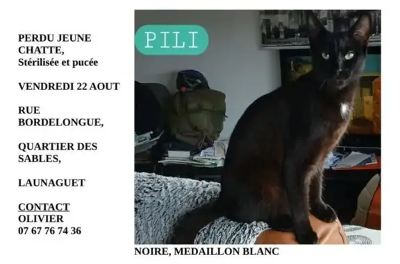 Chatte perdue, noire, Rue de Bordelongue - photo