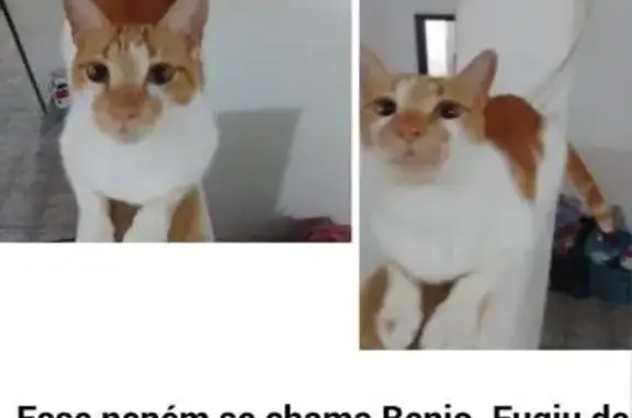 gato desaparecida