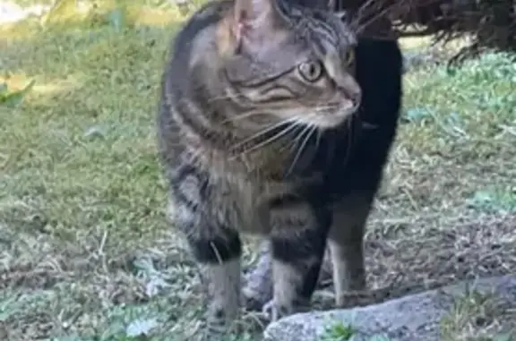 Chat perdu, tigré noir et marron, Limoges - photo
