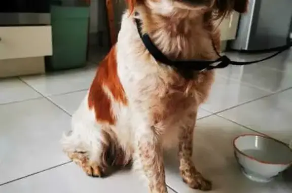 Chien trouvé , photo: Épagneul Breton femelle trouvée non identifiée