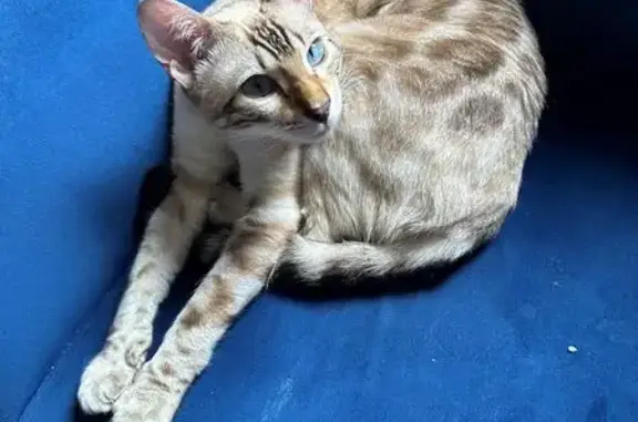 Chatte Bengal Blanche perdue à Lignerolles - photo