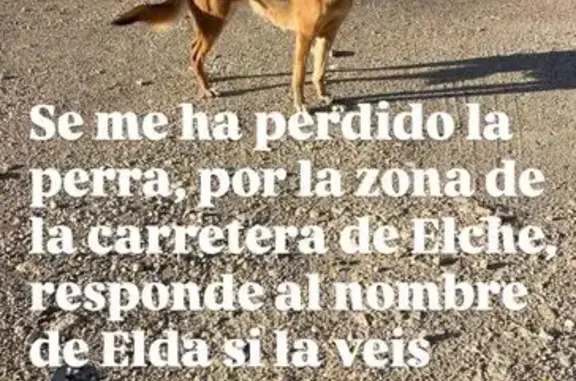 Perros perdidos, Elche, foto: Perra Perdida en Elche: Elda con Collar Gris