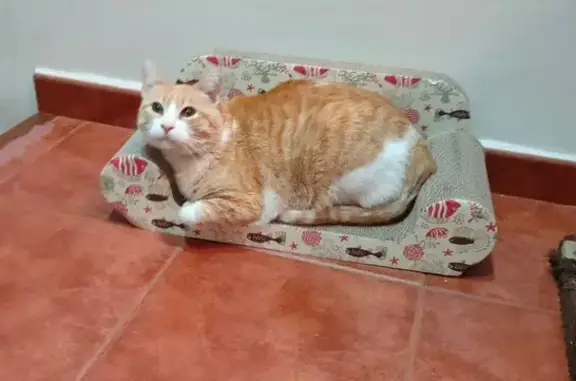 Se busca: Garfield, gato naran...