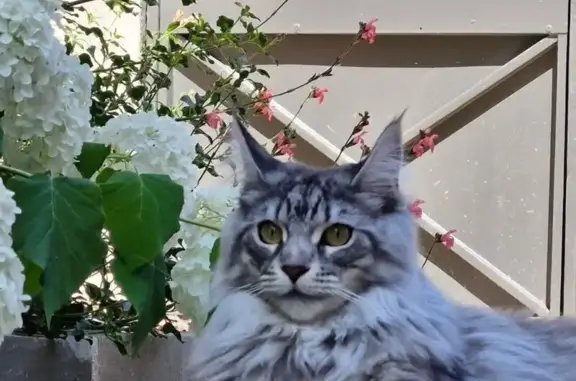 Chatte grise perdue, très câline à Troyes - photo