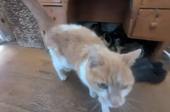 Lost Light Ginger Cat on Coval...