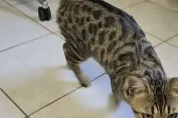 Chat trouvé Fagnières, photo: Chat du Bengal trouvé à Fagnières