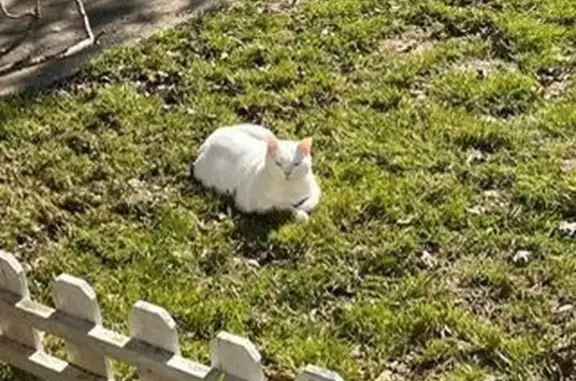 Animaux perdus , photo: Blanchette, chat blanc perdu au Chesnay