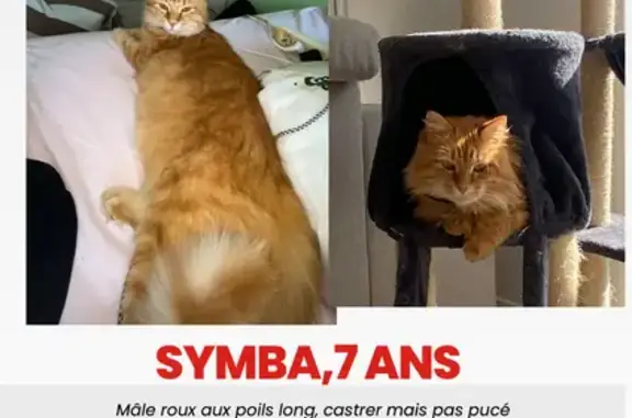 Chat roux perdu, poils longs, Attignat - photo