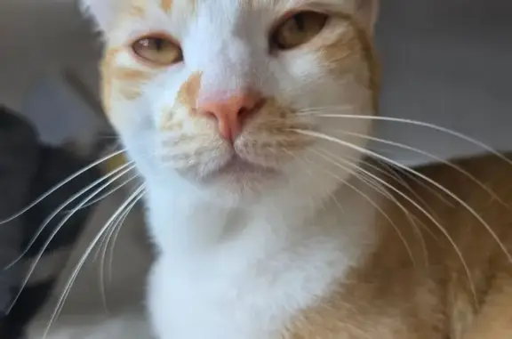 Chat roux et blanc perdu à Bourg-en-Bresse - photo