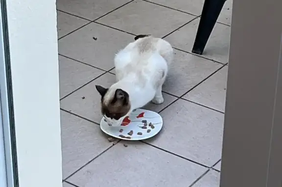 Animaux trouvés Lannilis, photo: Chat trouvé, type siamois, Rue des Bruyères