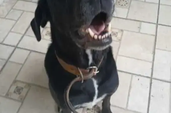 cachorro desaparecida