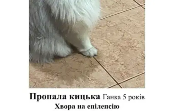 Зникла кішка з епілепсією у Вінниці