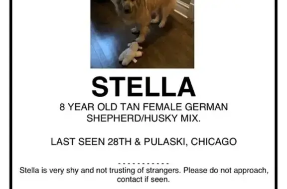 Found: Tan Husky/Shepherd Mix in Chicago