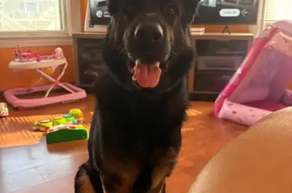 Lost Dog: Tauro, Needs Ball to Trust!